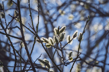 在模糊的背景下, 白桦树上的花朵和树叶。乡村风光