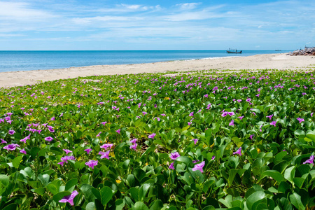 绿色山羊脚爬行植物 蕹 pescaprae 在海滩与天空在安达曼海, 泰国