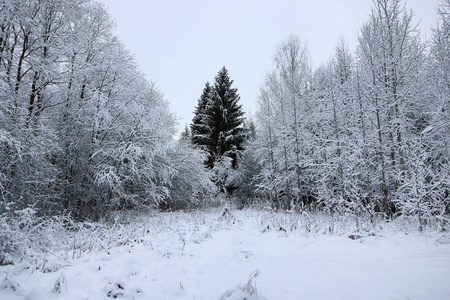 枞树冬天雪