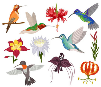 蜂鸟矢量热带嗡嗡鸟字符与美丽的小鸟翅膀在开花自然的异国花朵插图集在热带被隔绝的白色背景的飞行嗡嗡鸟