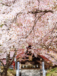 樱花和寺