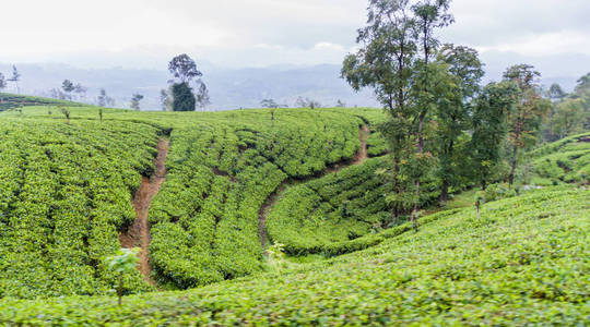 斯里兰卡纳努欧亚村附近的茶园