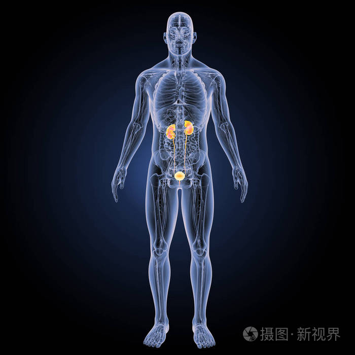 泌尿系统前视图三维图