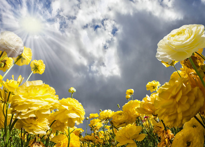 乌云在蓝天下飞舞.大黄色和红色庭院毛茛-石龙芮开花在农场领域.