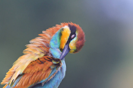 异国情调的鸟儿清洁你的羽毛, 野生动物和美丽的颜色