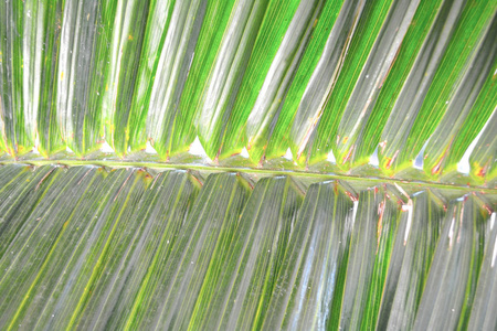 条纹丛林棕榈叶蕨。抽象的绿色纹理背景。创意封闭布局由绿色的热带叶子。具有复制空间的最小夏日奇异概念