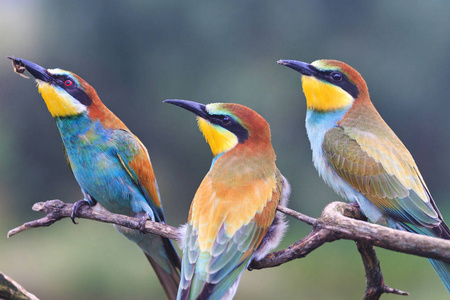 鸟类家庭欧洲蜂食者, merops apiaster, 野生动物和美丽的颜色