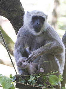 哈努曼 langoer Semnopithecus entellus 猴子怀里抱着一个小宝宝