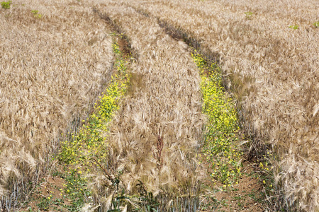 法国农业领域的野花拖拉机履带