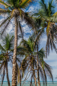 棕榈在 Cahuita 国家公园, 哥斯达黎加