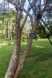 Guaiacum 在斯里兰卡康提附近的佩拉德尼亚皇家植物园。这棵树的木头是所有的最致密的