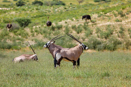 大羚羊, 羚羊南非在卡拉哈里, 背景鸵鸟。雨季后的绿色沙漠。卡拉哈迪越界公园, 南非野生动物园