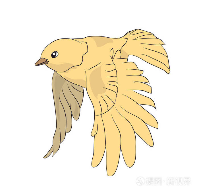 鸟在飞行, 颜色媒介, 白色背景