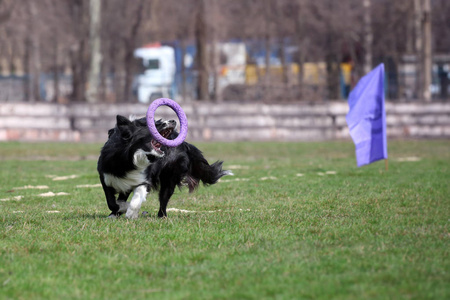 狗养殖边境牧羊犬抓住拉拔器