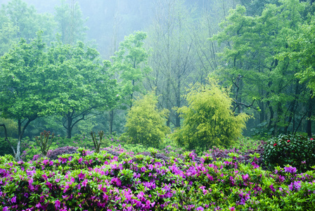 在花园里盛开的杜鹃花花朵