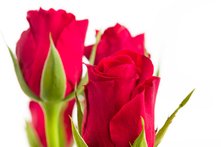 新鲜红玫瑰花束