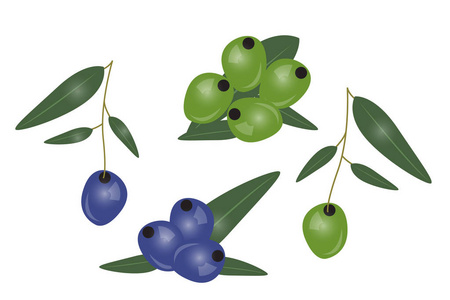 黑色和绿色橄榄枝在白色背景下分离。橄榄油化妆品保健品的设计。矢量插图