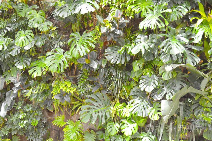 绿叶植物生长在热带森林异国情调的丛林植物常青藤的颜色抽象背景