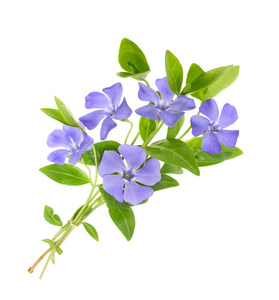 小花蔓长春花图片