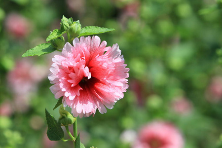 芙蓉花芙蓉在公园日的时候