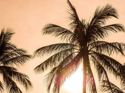 美丽的热带椰子棕榈树在蓝天背景下