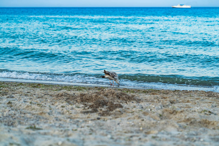 海鸥对海岸边的肖像。沙滩上的小鸟正在寻找食物