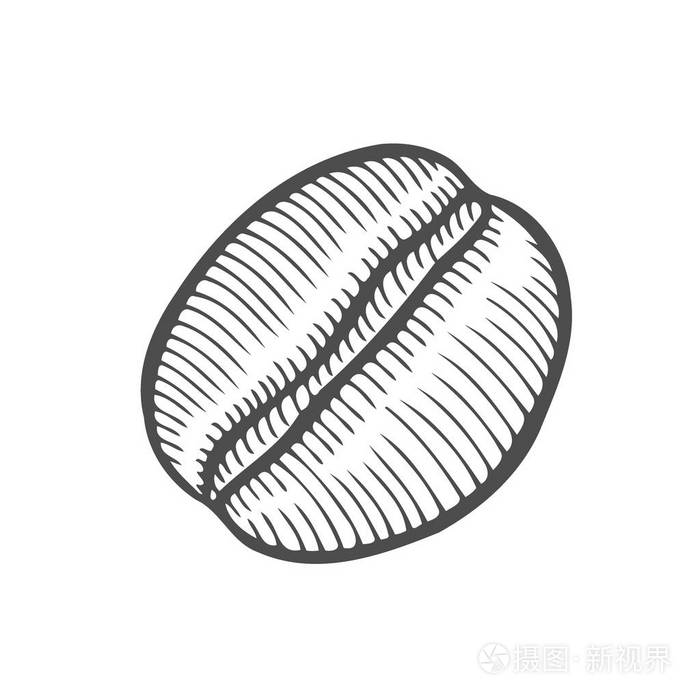 老式咖啡豆雕刻矢量插图。在白色背景上被隔离插画-正版商用图片0q62yp