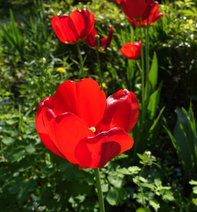 春天花园里的红色郁金香花