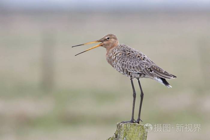 黑色尾 Godwit, Limosa Limosa 站在木杆上