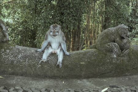 乌布猴子森林是一个自然保护区和印度教寺庙建筑群在巴厘岛，巴厘岛，印度尼西亚