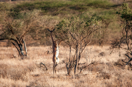 男性 Gerenuk, Litocranius walleri, 站立在后腿, 浏览, 国家储备, 肯尼亚, 非洲