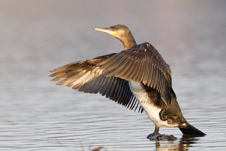 伟大的鸬鹚, 伟大的黑鸬鹚鸟, Phalacrocorax 碳水化合物与伸出的翅膀