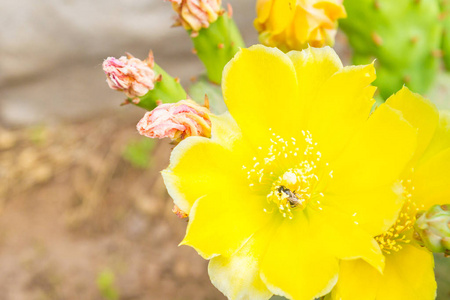 蜜蜂在美丽的黄色花仙人掌上收集花蜜
