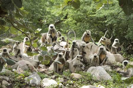 坐在黑猴子图片