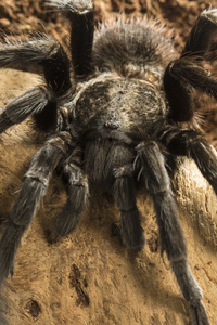 墨西哥红臀狼蛛，Brachypelma vagans