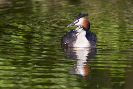 大冠鷉鸟, Podiceps cristatus 与小鸡在羽毛