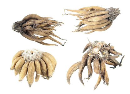 花毛茛种根图片