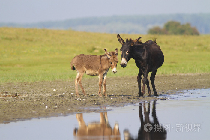 妈妈和宝宝的驴