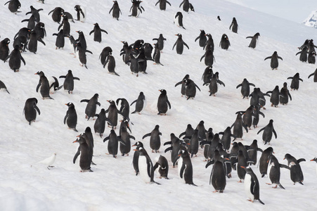 巴布亚企鹅在雪地上行走