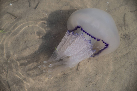 Rhizostoma pulmo, 俗称桶状水母, 垃圾桶盖水母或褶边的水母, 是家庭 Rhizostomatidae 的 sc