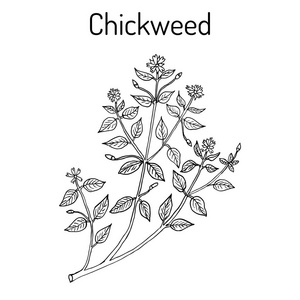 繁缕繁媒体或 chickenwort,craches,maruns,winterweed照片