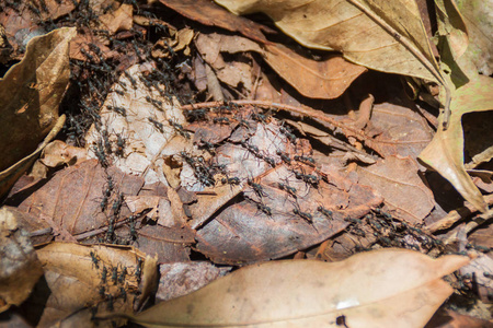尼加拉瓜 Ometepe 岛森林覆盖 Maderas 的蚂蚁足迹