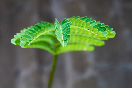 绿色的植物特写