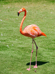 粉红色的火烈鸟。令人惊叹的美丽羽毛和富豪轴承理所当然地把火烈鸟的行列中的第一个英俊的鸟类。红火烈鸟的故乡是加勒比海加拉帕戈斯群