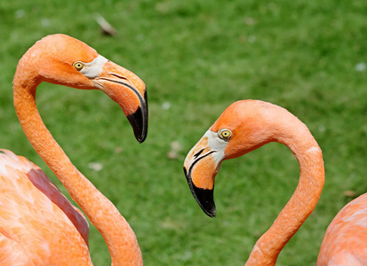 粉红色的火烈鸟。令人惊叹的美丽羽毛和富豪轴承理所当然地把火烈鸟的行列中的第一个英俊的鸟类。红火烈鸟的故乡是加勒比海加拉帕戈斯群