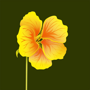 美丽的金莲孤立在深绿色背景。黄色和橙色的鲜艳的花朵。植物学写实艺术。手绘详细矢量插图