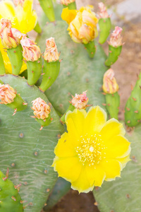 在一张街花床上开花的仙人掌的黄色花朵照片