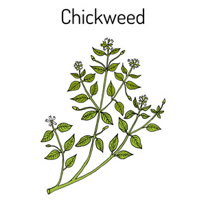 繁缕繁媒体或 chickenwort，craches，maruns，winterweed药用 烹饪和蜜源植物