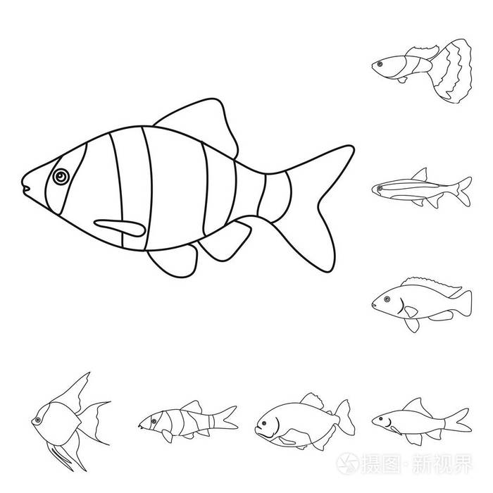 不同类型的鱼轮廓图标集合中的设计。海洋和水族鱼矢量符号股票网页插图