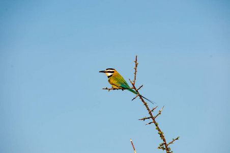 蜂食者, 小蜂食者, Merops pusillus cyanostictus, Merops pusillus, 国家储备, 